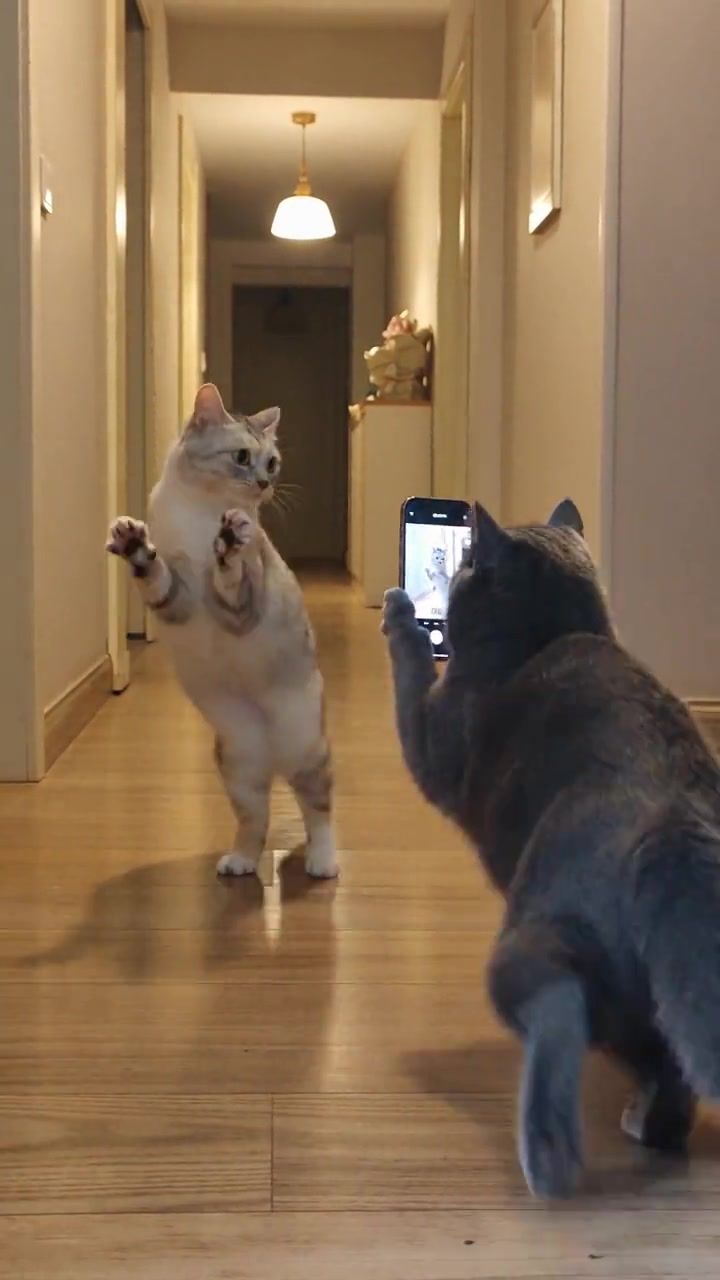 Cat Photographer